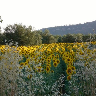 girasoli di rin.jpg